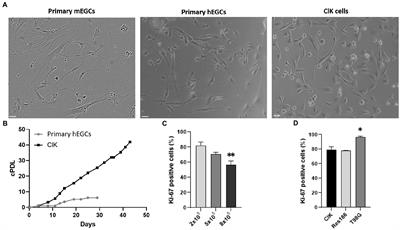 Cytological, molecular, cytogenetic, and physiological characterization of a novel immortalized human enteric glial cell line
